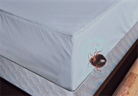 Bed Bug Control