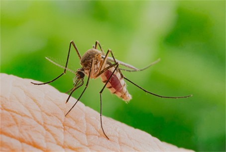 Mosquito Control