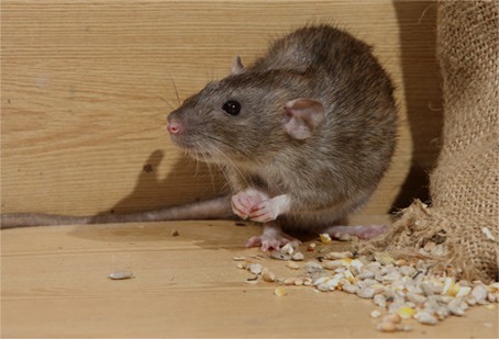 Rodents Control
