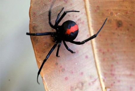 Spider Control