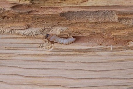 Wood Border Control